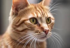 Etapas de la vida de un gatito: conoce sus necesidades según su edad