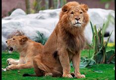 Parque de las Leyendas: Leones festejan su día con bastante carne