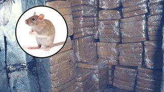 Policías acusaron a las ratas por desaparición de droga 