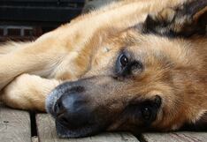 Beneficios de tratar el dolor crónico en las mascotas con terapias naturales