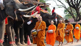 Elefantes tailandeses rescatados se convierten en estrellas del deporte