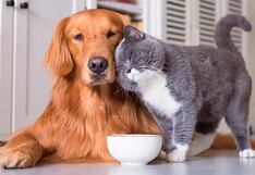 Más gente prefiere tener mascotas que hijos