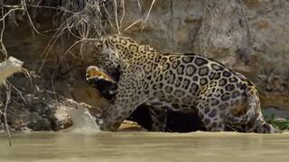 La brutal pelea entre un jaguar y un caimán con un final de película 