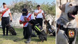 Perú vs. Colombia: perrito policía vaticina triunfo peruano con un 2-0 (VIDEO)