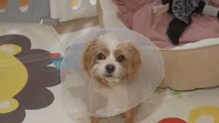 Perrita llega a veterinaria para limpieza dental y sale esterilizada