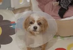 Perrita llega a veterinaria para limpieza dental y sale esterilizada