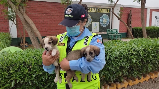 Año Nuevo: 28 perros rescatados esperan tener un hogar este 2022