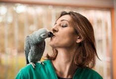 Loros y humanos se parecen mucho y no solo es porque estas aves pueden hablar