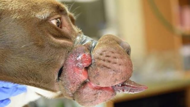 Sujeto arrestado por cerrar la boca de un perro con cinta adhesiva