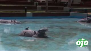 Surco: vecinos reportan proliferación de larvas y zancudos en parques