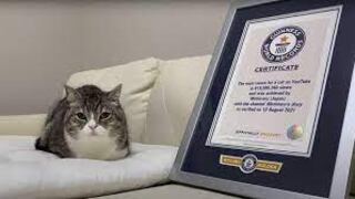 Conozca al gato más visto en YouTube y que tiene certificado del Libro Guinness de los Récords | VIDEO