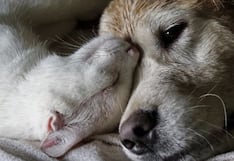 Enfermedades más frecuentes en mascotas mayores y cómo prevenirlas