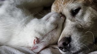 Enfermedades más frecuentes en mascotas mayores y cómo prevenirlas