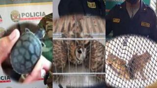 Rescatan animales de la fauna silvestre que iban a ser vendidos en Huánuco, Ucayali y Madre de Dios