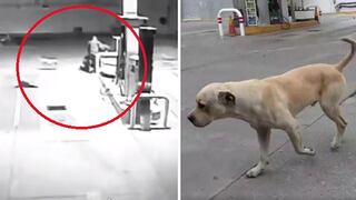 Valiente perrito callejero frustra asalto en una gasolinera (VIDEO)