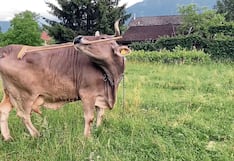 Vaca inteligente utiliza una escoba para rascarse solita cuando algo le pica