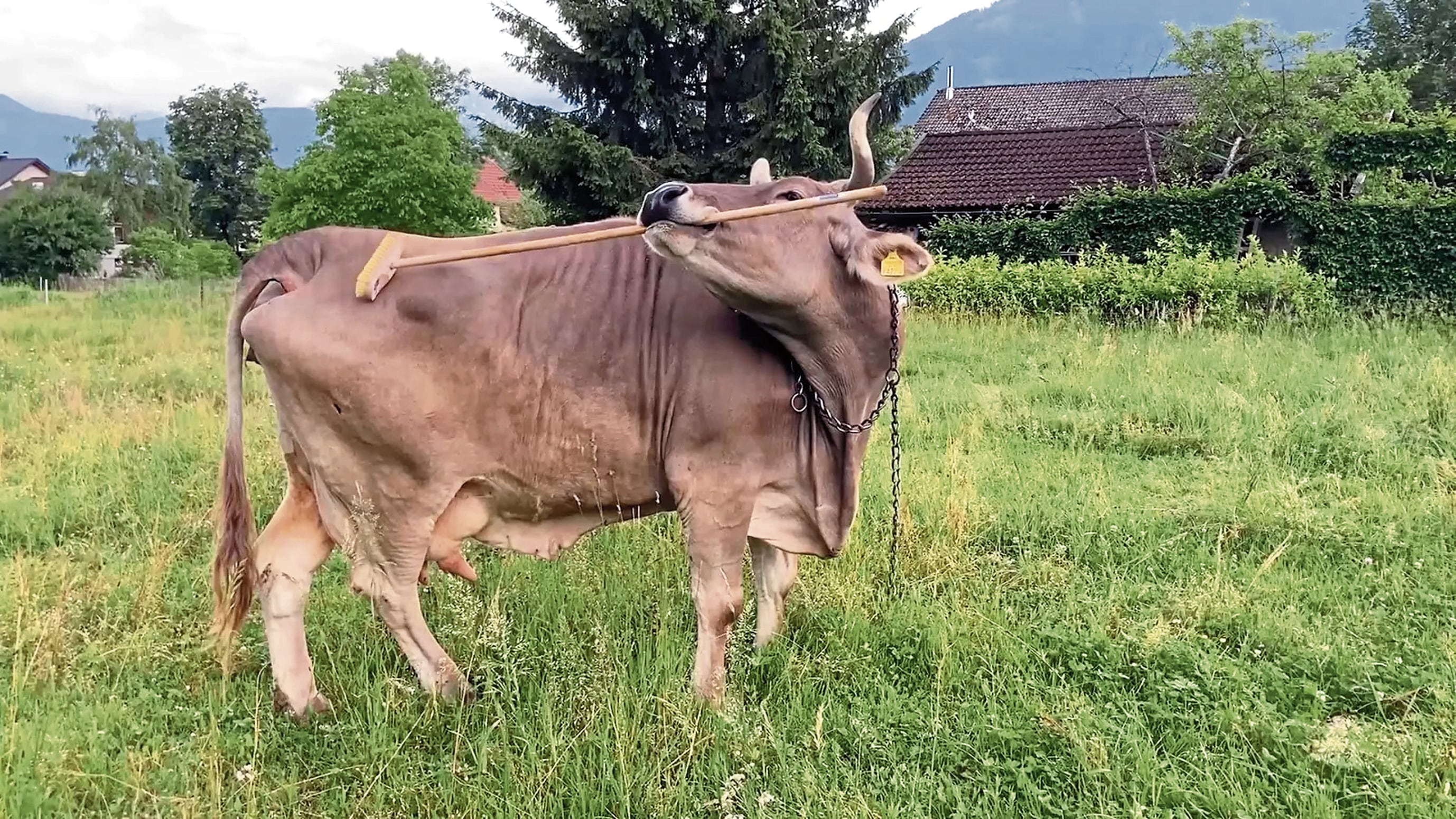 La vaca Veronika toma su escoba y se rasca solita cuando le pica el cuerpo.