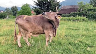 Vaca inteligente utiliza una escoba para rascarse solita cuando algo le pica