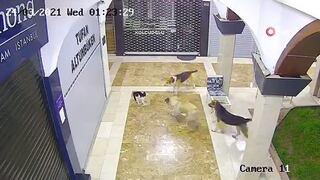Una mamá gata enfrentó a tres perros para salvar a su cachorro | VIDEO