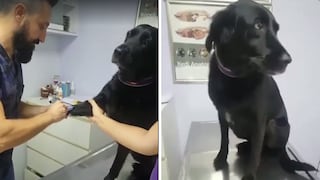 Perro obediente va al veterinario y no le teme a las vacunas (VIDEO)