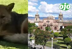 Zorrito “Run Run” de Ayacucho es envenenado por desconocidos y vecinos reclaman justicia