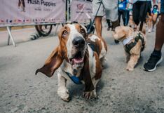 Realizarán caminata familiar con perros a favor de Voz Animal, ONG dedicada al rescate de animales