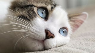 Estudio asegura que ver videos de gatitos aumenta la expectativa de vida