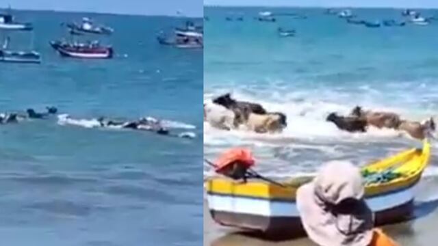 Tumbes: Vacas se vuelven virales tras meterse a nadar a Playa de Zorritos