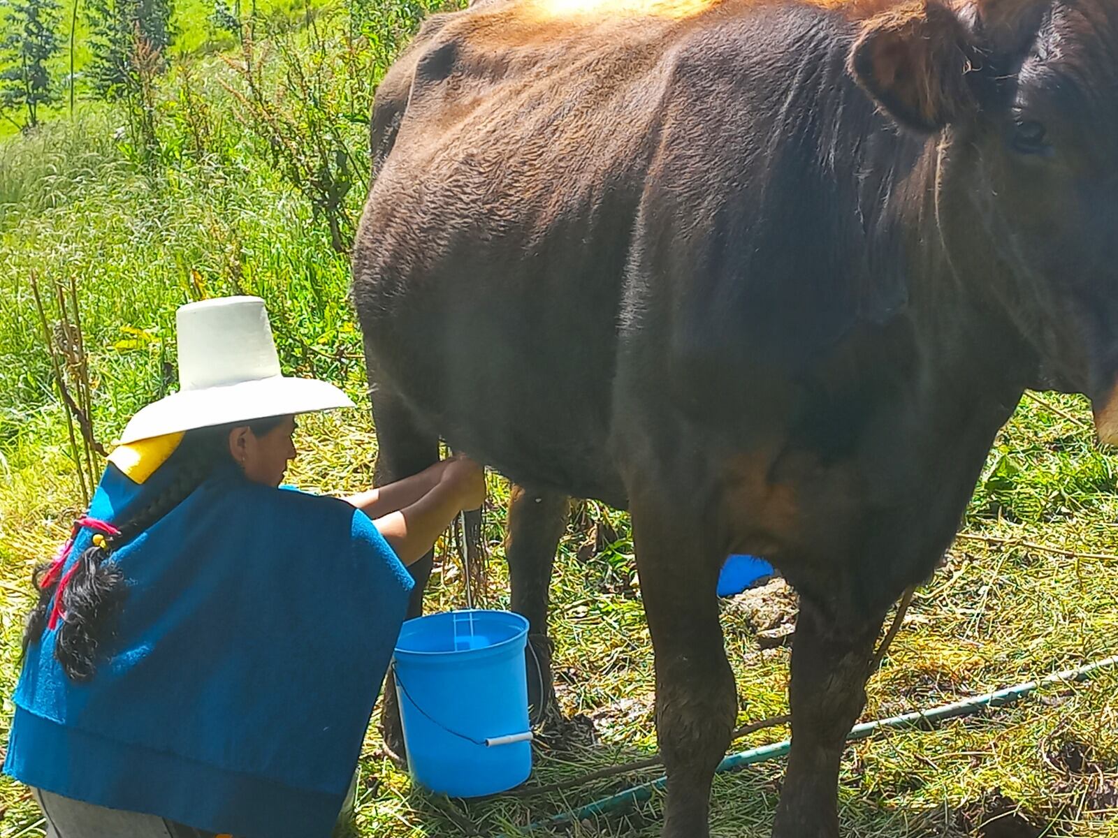 Feliciana y su yogur natural, un emprendimiento que es una realidad en Cajamarca