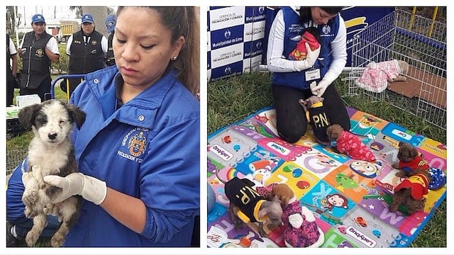 ​Municipalidad de Lima rescata 28 mascotas enjauladas en bar y que se vendían por catálogo (VIDEOS)