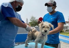 Lima: caminata por sobrepoblación de perros y gatos será este domingo 23 de julio