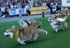 Perro pierde carrera de velocidad por ponerse a pelear con otro competidor
