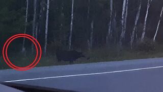 Captan a misteriosa criatura en bosque de Canadá (VIDEO)