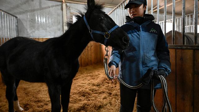 China presenta su primer caballo clonado que usará para deportes ecuestres