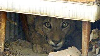 ​Puma que vivía escondido abajo de una cama será liberado a un parque natural