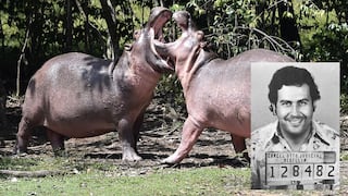 Pablo Escobar: reúnen firmas para evitar que asesinen a descendientes de hipopótamos del capo | VIDEO