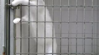 Increíble: Conoce al gato que abre cualquier jaula sin ayuda [VIDEO] 