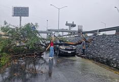 Árbol cae sobre su camioneta, pero ella sonríe y posa para la foto