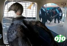 Serfor informa que alcalde será procesado por arrastrar a un cóndor andino en Apurímac