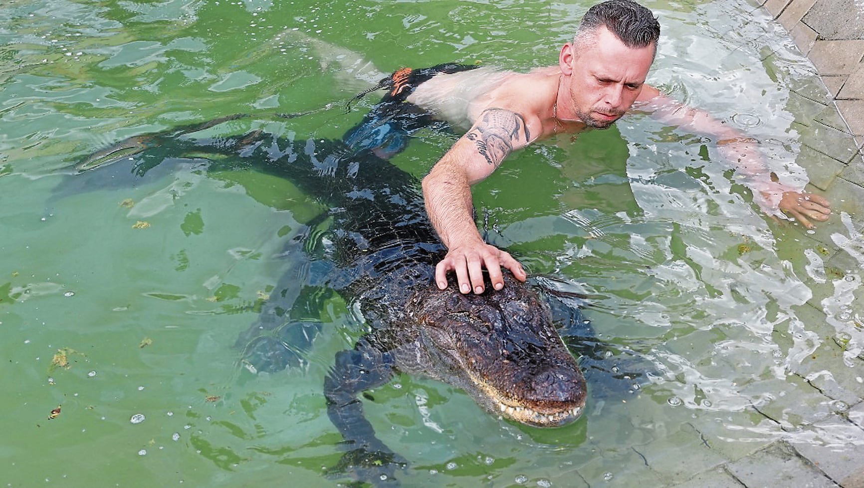 Caimán llegó hace 40 años a familia alemana y es "mansito", aseguran.