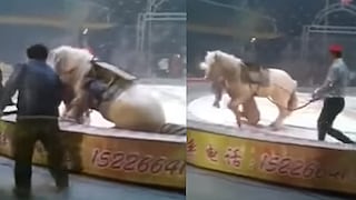 Un tigre y un león atacan a un caballo en función de circo (VIDEO)