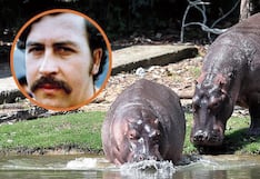 Gobierno de ultraderecha salvará a hipopótamos de Pablo Escobar que quiere matar Gustavo Petro