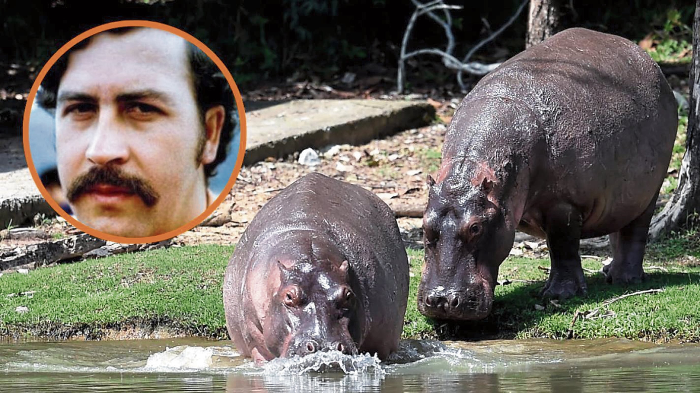 Los hipopótamos de Pablo Escobar podrían ser esterilizados, como también hoy se realiza, y no asesinados como se pretende con varios de ellos.