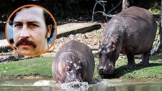 Gobierno de ultraderecha salvará a hipopótamos de Pablo Escobar que quiere matar Gustavo Petro