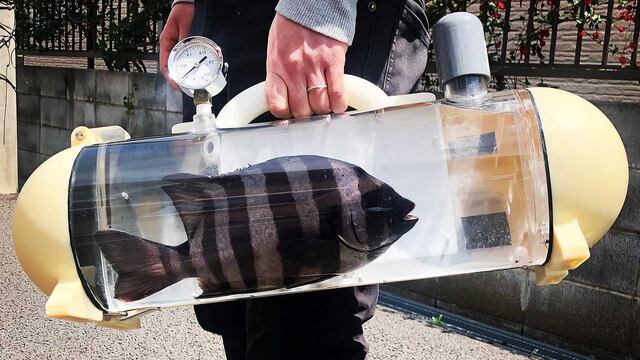 Pecera portátil que mide saturación de oxígeno permite sacar a pasear a los peces