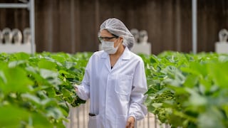 ¿Qué ocurre antes de que los alimentos lleguen a nuestra mesa?