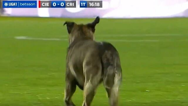 Cienciano vs. Sporting Cristal: perrito invadió el campo durante el partido por la Liga 1