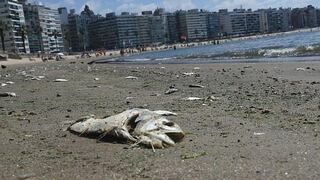 Calor mata a cientos de peces en las playas de Uruguay 