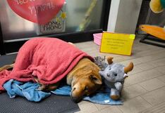 Perrita espera en la calle a su amo fallecido y princesa al final la adopta