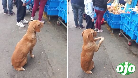 Ojo - Perrito pidiendo comida